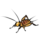 http://smurf.sfsu.edu/~wob/images/species/Crickets.png